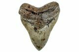 Huge, Fossil Megalodon Tooth - North Carolina #261096-1